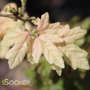 0 units available! Pre-Order Qty: 0