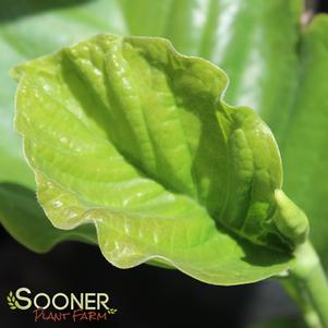 0 units available! Pre-Order Qty: 0