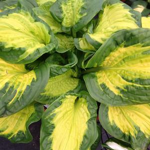 0 units available! Pre-Order Qty: 0