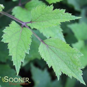 0 units available! Pre-Order Qty: 0