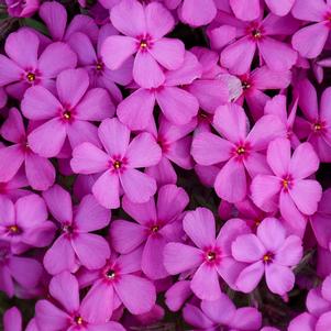 0 units available! Pre-Order Qty: 0