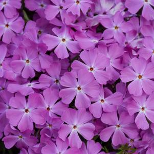 0 units available! Pre-Order Qty: 0