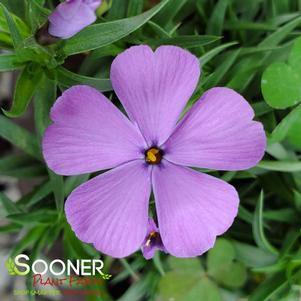 0 units available! Pre-Order Qty: 0