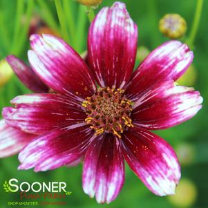 0 units available! Pre-Order Qty: 0