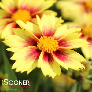 0 units available! Pre-Order Qty: 0