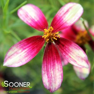 0 units available! Pre-Order Qty: 0