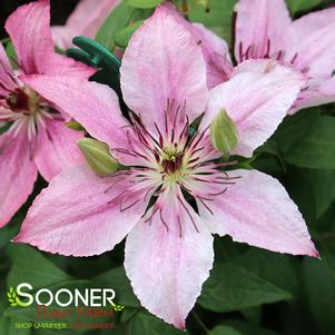 5 units available! Pre-Order Qty: 0