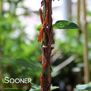 0 units available! Pre-Order Qty: 0