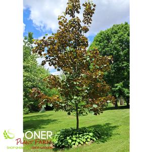 0 units available! Pre-Order Qty: 0