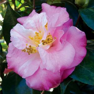 0 units available! Pre-Order Qty: 0