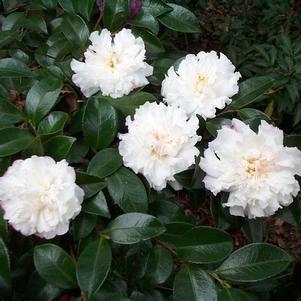 0 units available! Pre-Order Qty: 0