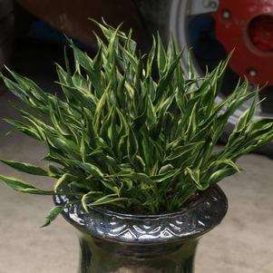 0 units available! Pre-Order Qty: 0