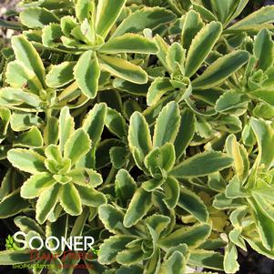 0 units available! Pre-Order Qty: 0