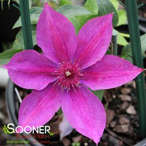 4 units available! Pre-Order Qty: 0