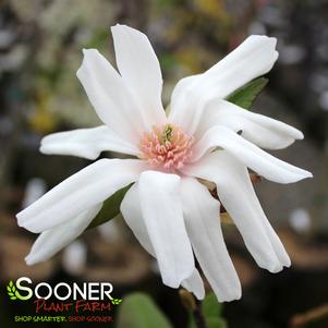 1 units available! Pre-Order Qty: 0