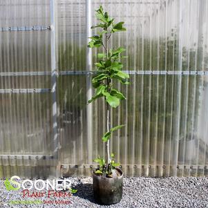 1 units available! Pre-Order Qty: 0