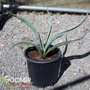 0 units available! Pre-Order Qty: 0