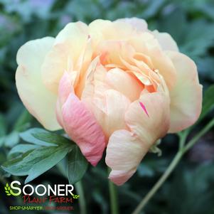 0 units available! Pre-Order Qty: 0