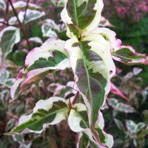 0 units available! Pre-Order Qty: 0