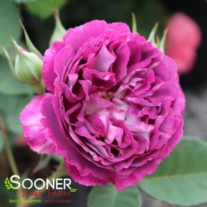 0 units available! Pre-Order Qty: 0