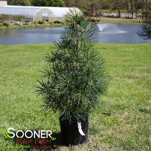 0 units available! Pre-Order Qty: 0