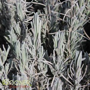 0 units available! Pre-Order Qty: 0