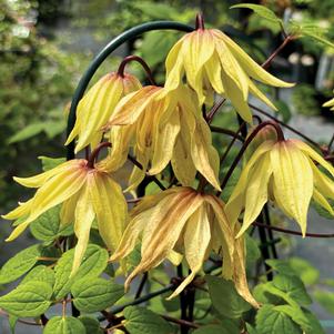 3 units available! Pre-Order Qty: 0