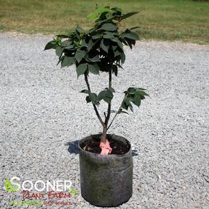 5 units available! Pre-Order Qty: 0