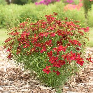 20 units available! Pre-Order Qty: 0