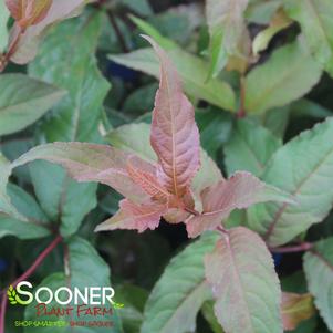 0 units available! Pre-Order Qty: 0