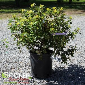 0 units available! Pre-Order Qty: 0