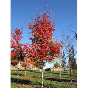 0 units available! Pre-Order Qty: 4