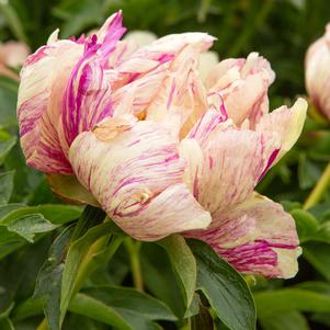 0 units available! Pre-Order Qty: 0