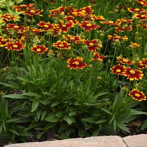 0 units available! Pre-Order Qty: 0