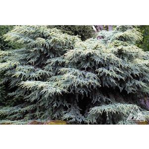 0 units available! Pre-Order Qty: 0