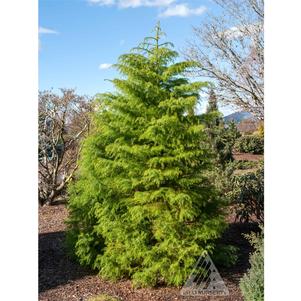 0 units available! Pre-Order Qty: 0