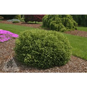 0 units available! Pre-Order Qty: 0