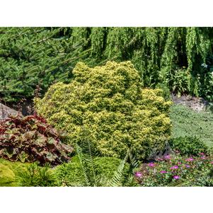 0 units available! Pre-Order Qty: 0