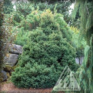 0 units available! Pre-Order Qty: 0