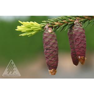 0 units available! Pre-Order Qty: 0