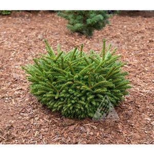 0 units available! Pre-Order Qty: 0