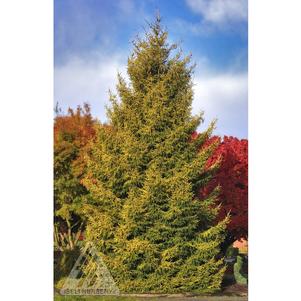 0 units available! Pre-Order Qty: 0