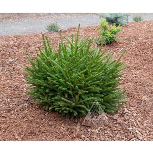 0 units available! Pre-Order Qty: 0