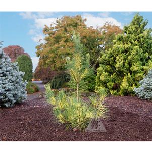 0 units available! Pre-Order Qty: 0