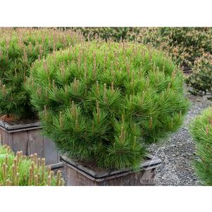 0 units available! Pre-Order Qty: 0