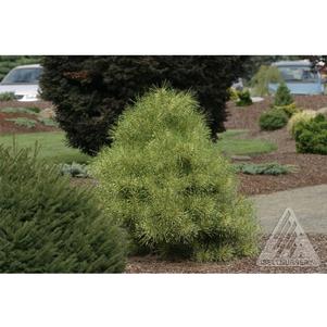 0 units available! Pre-Order Qty: 0