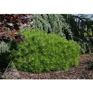 0 units available! Pre-Order Qty: 0