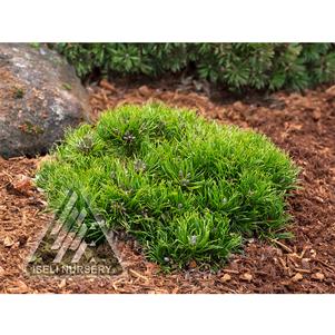 0 units available! Pre-Order Qty: 0