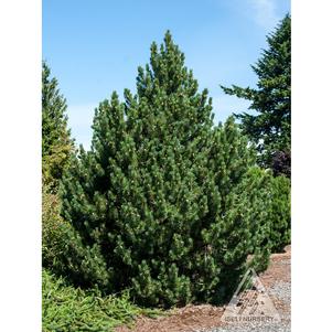 0 units available! Pre-Order Qty: 0