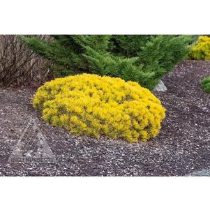 0 units available! Pre-Order Qty: 0